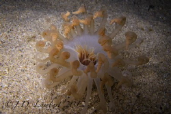 This was taken on my first night dive. It looks like an a... by Joseph Lambert 